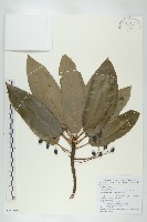 薄葉虎皮楠藏品圖，第1張