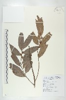 軟毛柿藏品圖，第1張
