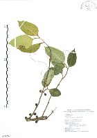 白肉榕藏品圖，第1張