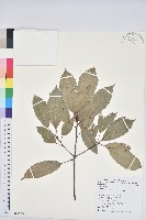 青剛櫟、鐵椆藏品圖，第1張