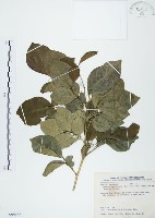 長果月橘藏品圖，第1張