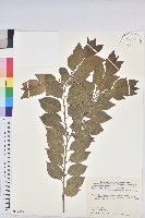 臺灣假黃楊藏品圖，第1張