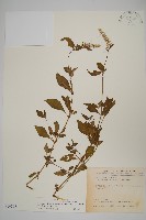 日本牛膝藏品圖，第1張