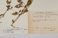 日本牛膝藏品圖，第2張