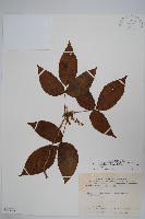臺灣藤漆藏品圖，第1張