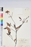 埔里杜鵑藏品圖，第1張