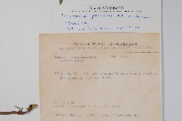 伏毛天芹菜藏品圖，第2張