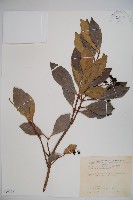 珊瑚樹藏品圖，第1張