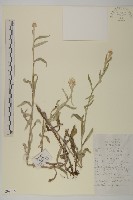 粘毛香青藏品圖，第1張