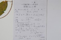 長葉吊燈花藏品圖，第2張