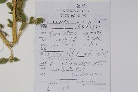 反枝莧藏品圖，第2張