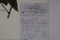 吊子金銀花藏品圖，第2張