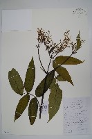 冇骨消藏品圖，第1張