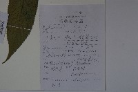 冇骨消藏品圖，第2張