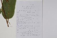 小花八角楓藏品圖，第2張