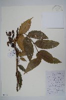 闊葉十大功勞藏品圖，第1張