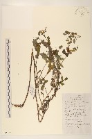 苦實菜藏品圖，第1張