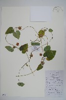 大花金錢豹藏品圖，第1張