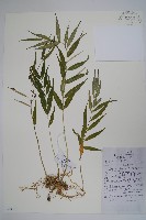 石蘿藦藏品圖，第1張