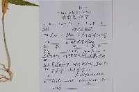 石蘿藦藏品圖，第2張