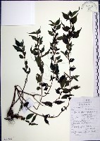 水雞油藏品圖，第1張
