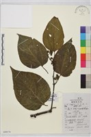 枳椇藏品圖，第1張