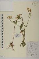 山白蘭藏品圖，第1張