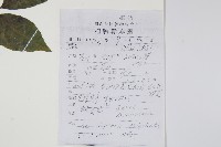 三葉五加、三加皮藏品圖，第2張
