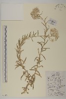 條葉珠光香青藏品圖，第1張