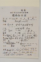 條葉珠光香青藏品圖，第2張
