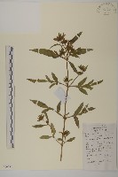 狼把草藏品圖，第1張
