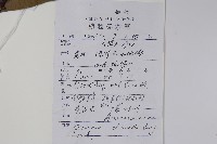 黃連木、爛心木藏品圖，第2張