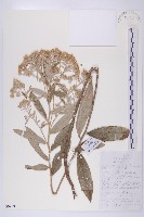 羊耳菊藏品圖，第1張