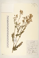 田野千里光藏品圖，第1張