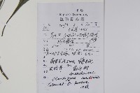 哈哼花藏品圖，第2張