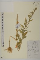 藜、灰藜藏品圖，第1張