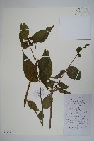 臺灣土黨參藏品圖，第1張