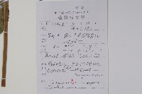 臺灣土黨參藏品圖，第2張