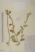 角菜、珍珠菜藏品圖，第1張
