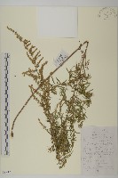 小艾藏品圖，第1張