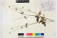 打破碗花花藏品圖，第1張