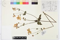 草玉梅藏品圖，第1張