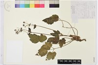 打破碗花花藏品圖，第1張