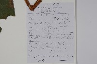 秋海棠藏品圖，第2張