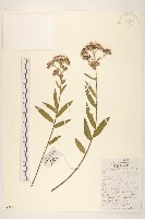 糙葉斑鳩菊藏品圖，第1張
