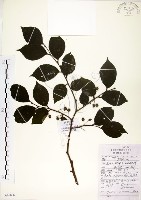 朴樹藏品圖，第1張