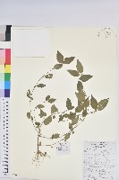 鐵莧菜藏品圖，第1張