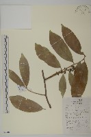 南華南蛇藤，青江藤藏品圖，第1張