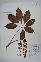 球序鵝掌柴藏品圖，第1張