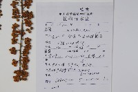 球序鵝掌柴藏品圖，第2張